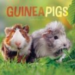 CAL 24 GUINEA PIGS MINI WALL CALENDAR