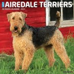 CAL 24 AIREDALE TERRIERS