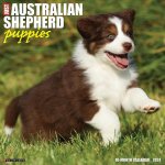 CAL 24 AUSTRALIAN SHEPHERD PUPPIES