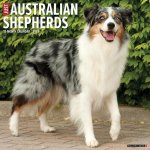 CAL 24 AUSTRALIAN SHEPHERDS