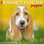 CAL 24 BASSET HOUND PUPPIES