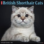 CAL 24 BRITISH SHORTHAIR CATS
