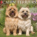 CAL 24 CAIRN TERRIERS