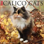 CAL 24 CALICO CATS