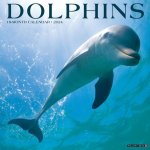 CAL 24 DOLPHINS
