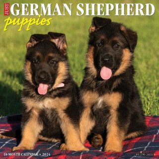 CAL 24 GERMAN SHEPHERD PUPPIES