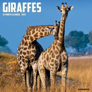 CAL 24 GIRAFFES