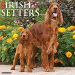 CAL 24 IRISH SETTERS