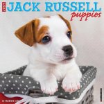 CAL 24 JACK RUSSELL PUPPIES