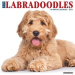 CAL 24 LABRADOODLES