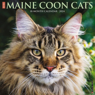 CAL 24 MAINE COON CATS