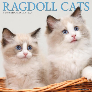 CAL 24 RAGDOLL CATS