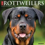 CAL 24 ROTTWEILERS