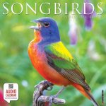CAL 24 SONGBIRDS