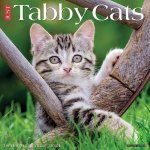 CAL 24 TABBY CATS