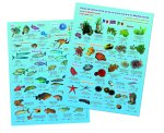 Guide d e découverte de la vie sous-marine en Méditerranée