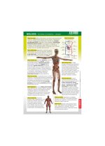 Karta edukacyjna. Biologia - Budowa Człowieka. Układy
