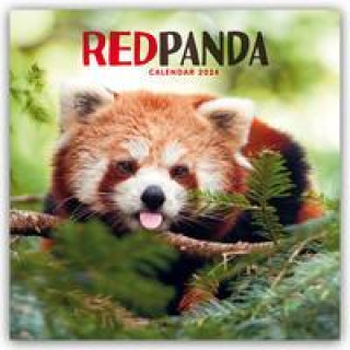 Red Panda - Rote Pandas - Rote Pandabären 2024