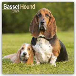 Basset Hound - Bassets 2024 - 16-Monatskalender