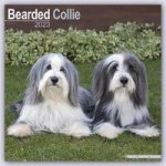 Bearded Collie 2024 - 16-Monatskalender