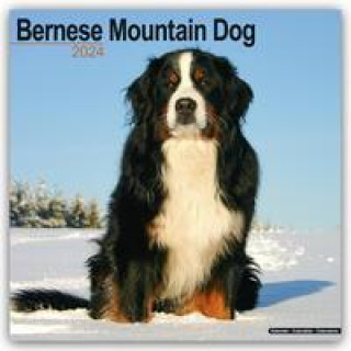 Bernese Mountain Dog - Berner Sennenhund 2024 - 16-Monatskalender