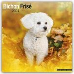 Bichon Frisé - Gelockter Bichon 2024 - 16-Monatskalender