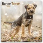 Border Terrier 2024 - 16-Monatskalender