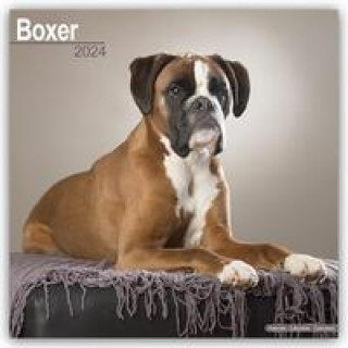 Boxer 2024 - 16-Monatskalender