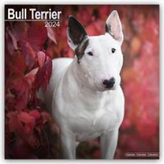 Bull Terrier - Bull Terrier 2024 - 16-Monatskalender