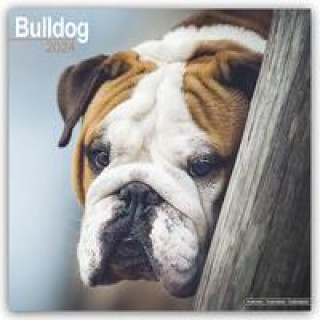Bulldog - Bulldoggen 2024 - 16-Monatskalender