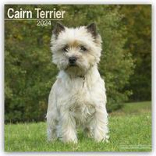 Cairn Terrier - Cairn Terrier 2024 - 16-Monatskalender
