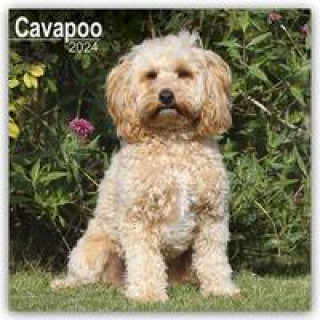 Cavapoo - Cavoodle 2024 - 16-Monatskalender