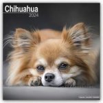 Chihuahua 2024 - 16-Monatskalender
