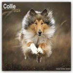 Collie 2024 - 16-Monatskalender