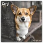 Welsh Corgi 2024 - 16-Monatskalender