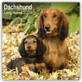 Longhaired Dachshund - Langhaardackel 2024 - 16-Monatskalender
