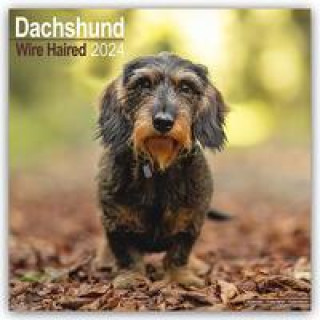 Wirehaired Dachshund - Rauhhaardackel 2024 - 16-Monatskalender