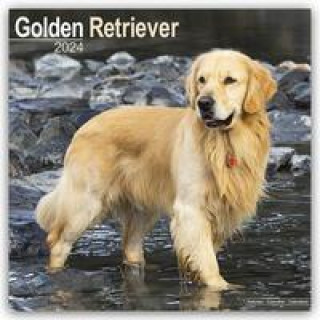 Golden Retriever 2024 - 16-Monatskalender