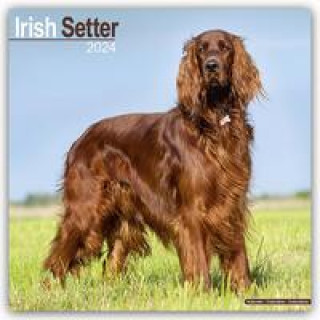Irish Setter - Irish Setter 2024 - 16-Monatskalender