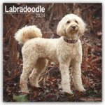 Labradoodle 2024 - 16-Monatskalender