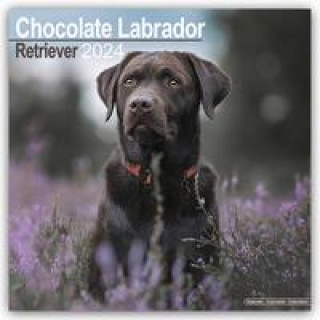 Chocolate Labrador Retriever - Brauner Labrador 2024 - 16-Monatskalender