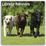 Labrador Retriever 2024 - 16-Monatskalender
