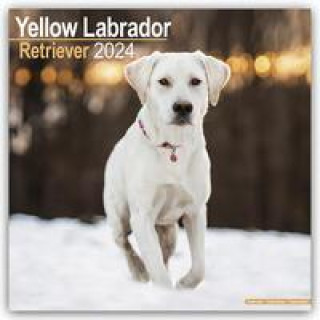 Yellow Labrador Retriever - Gelber Labrador 2024 - 16-Monatskalender
