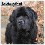 Newfoundland - Neufundländer 2024 - 16-Monatskalender