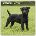 Patterdale Terrier 2024 - 16-Monatskalender