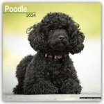Poodle - Pudel 2024 - 16-Monatskalender