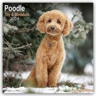 Toy and Miniature Poodle - Toypudel und Zwergpudel 2024 - 16-Monatskalender