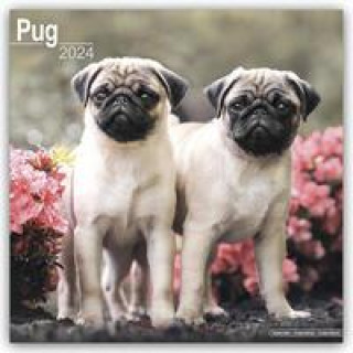 Pugs - Möpse 2024 - 16-Monatskalender