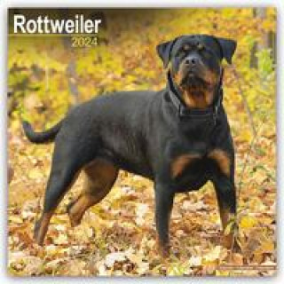 Rottweiler - Rottweiler 2024 - 16-Monatskalender