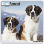 Saint Bernard - Bernhardiner 2024 - 16-Monatskalender